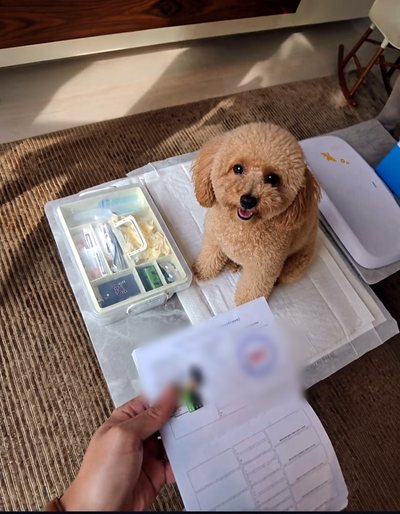 A small apricot poodle sitting beside an open veterinary kit while its vaccination record is completed during a home visit